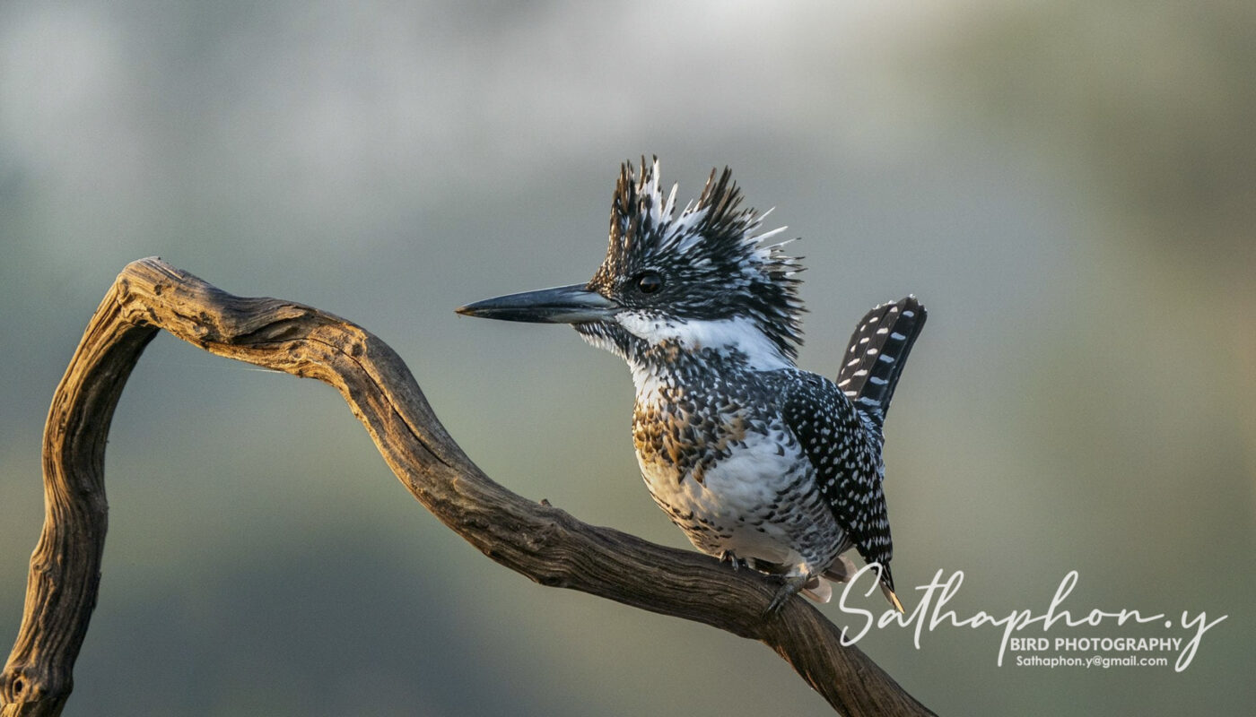 Crested Kingfisher perched on a branch in soft morning light in Chiang Dao Thailand