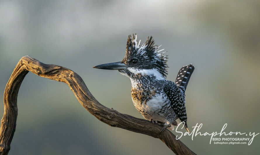Crested Kingfisher perched on a branch in soft morning light in Chiang Dao Thailand