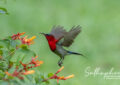 Crimson Sunbird feeding on flowers in Chiang Dao Thailand
