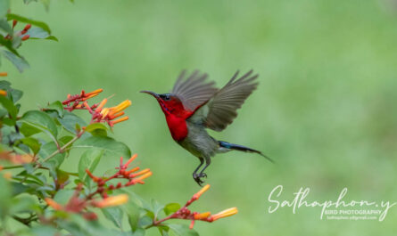 Crimson Sunbird feeding on flowers in Chiang Dao Thailand