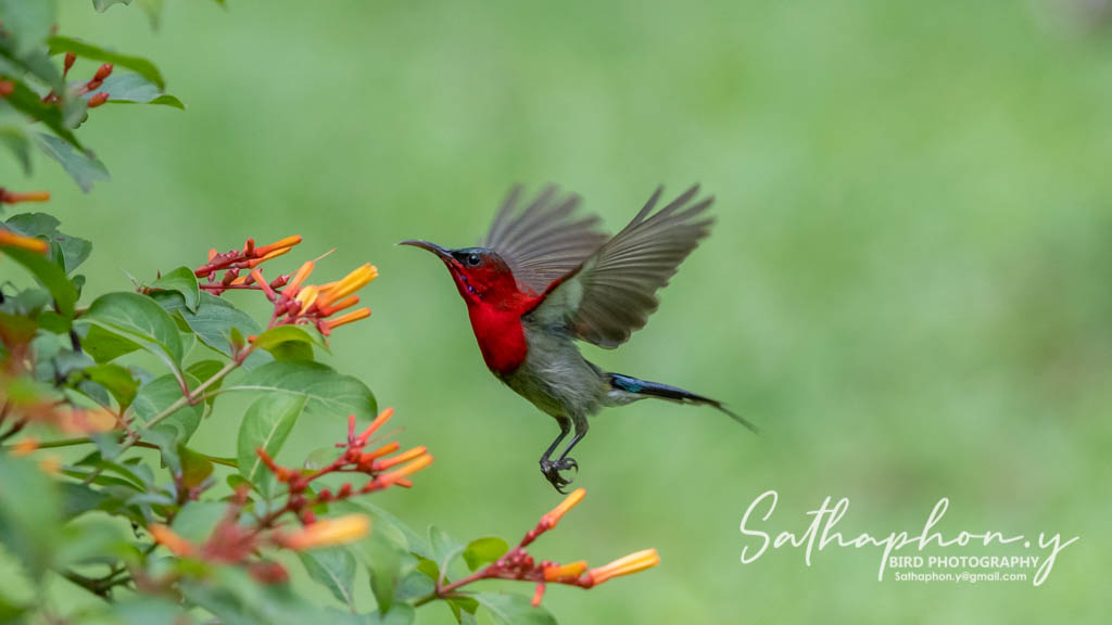 Crimson Sunbird feeding on flowers in Chiang Dao Thailand