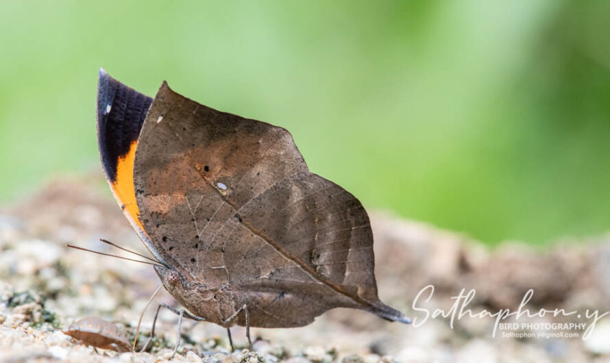 Dead leaf butterfly (Kallima inachus) resting on ground in Chiang Dao, Thailand