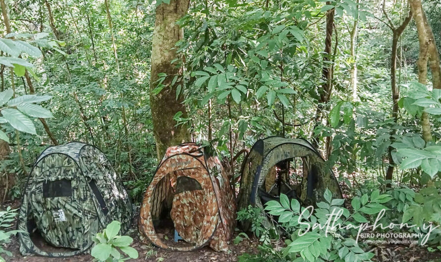 Ethical Bird Photography