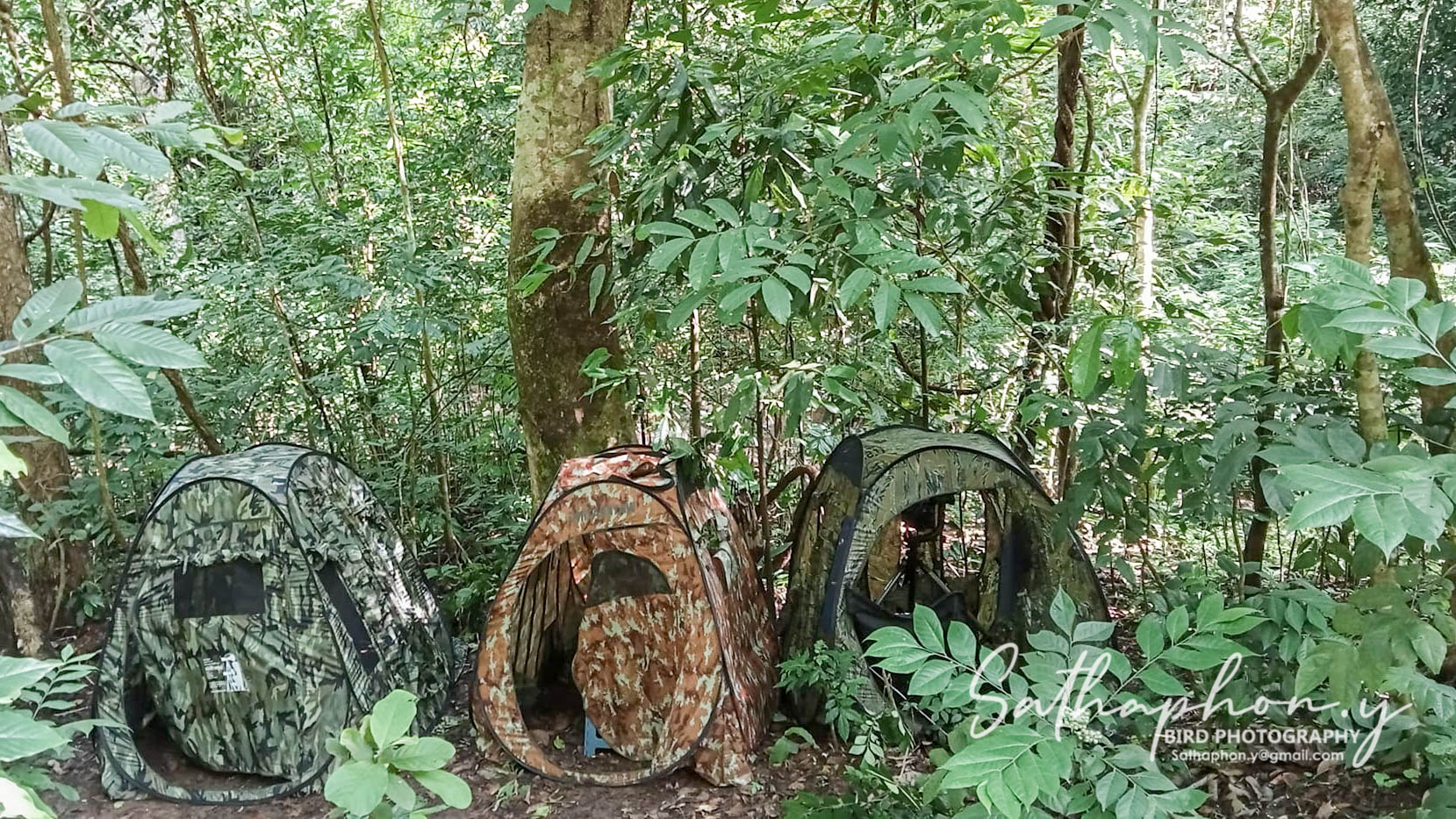 Bird photography hides set up in natural forest environment for ethical wildlife photography