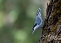 Giant Nuthatch climbing tree trunk in Chiang Dao Thailand bird photography