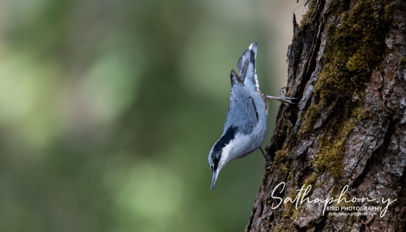 Giant Nuthatch climbing tree trunk in Chiang Dao Thailand bird photography
