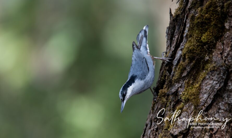 Giant Nuthatch climbing tree trunk in Chiang Dao Thailand bird photography