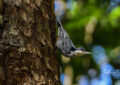 Giant Nuthatch climbing tree trunk in Northern Thailand forest