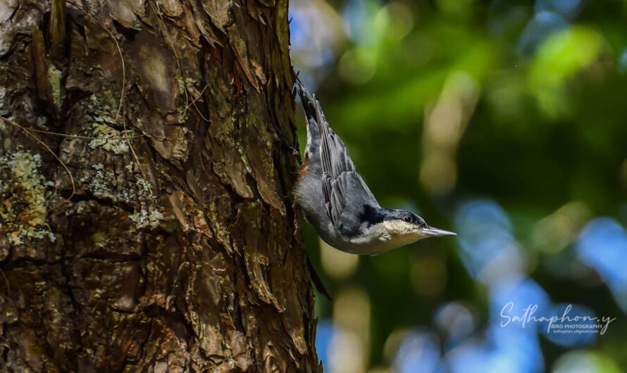 Giant Nuthatch climbing tree trunk in Northern Thailand forest