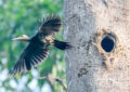 great slaty woodpecker nesting behavior chiang dao bird photography