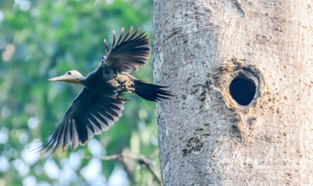 great slaty woodpecker nesting behavior chiang dao bird photography