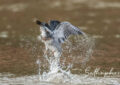 Kingfisher catching fish water splash Chiang Dao Thailand bird photography