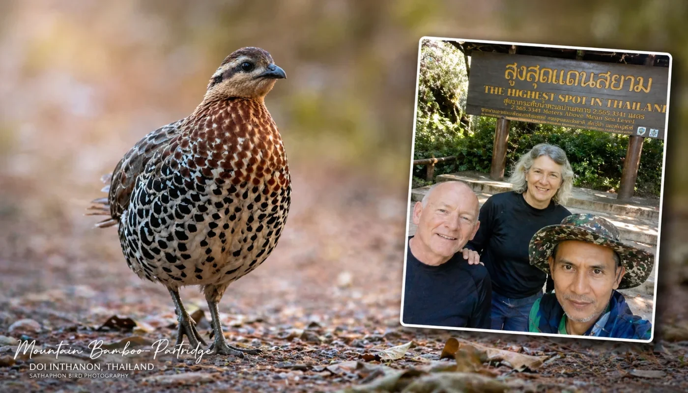 Mountain Bamboo Partridge at Doi Inthanon Thailand with birding tour guests photo experience