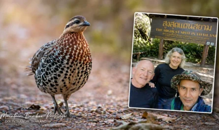 Mountain Bamboo Partridge at Doi Inthanon Thailand with birding tour guests photo experience