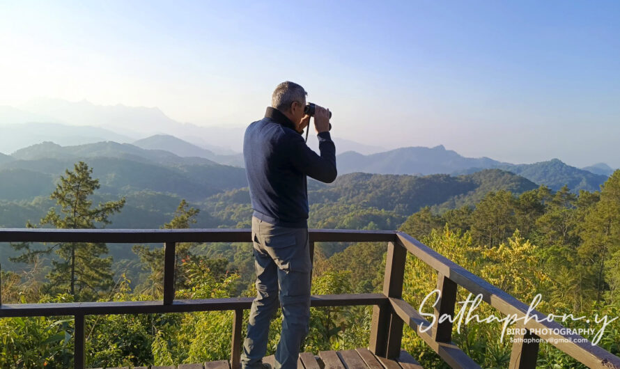 Full-Day Birding in Chiang Dao | Guided Birdwatching Tour Thailand