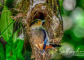 Silver-breasted Broadbill at nest in Northern Thailand hanging woven nest in forest