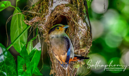 Silver-breasted Broadbill at nest in Northern Thailand hanging woven nest in forest