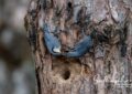 Velvet-fronted Nuthatch feeding at nest hole in Chiang Dao, Northern Thailand