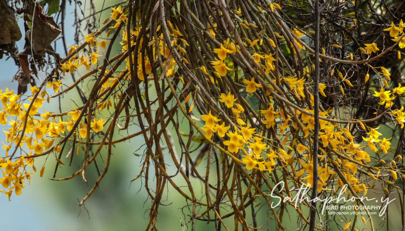 Wild Dendrobium dixanthum orchid blooming on tree branches in Chiang Dao, Thailand