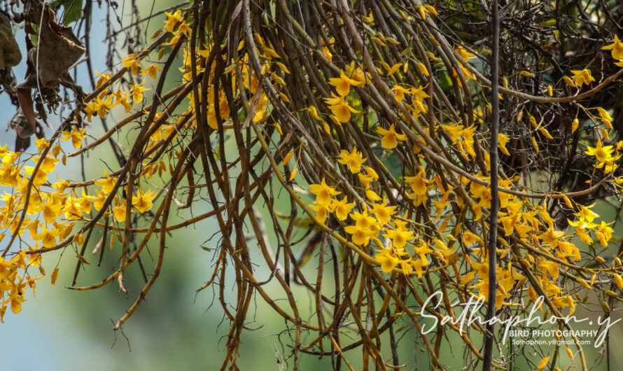 Wild Orchids in Chiang Dao