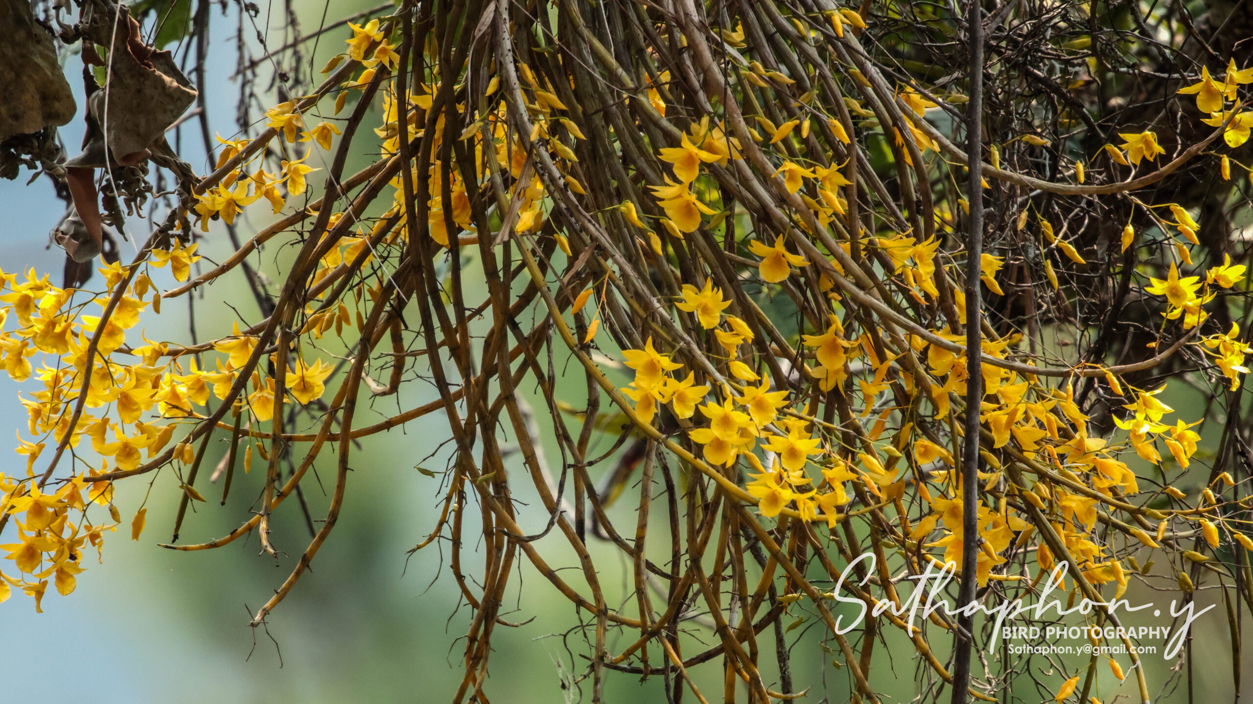 Wild Dendrobium dixanthum orchid blooming on tree branches in Chiang Dao, Thailand