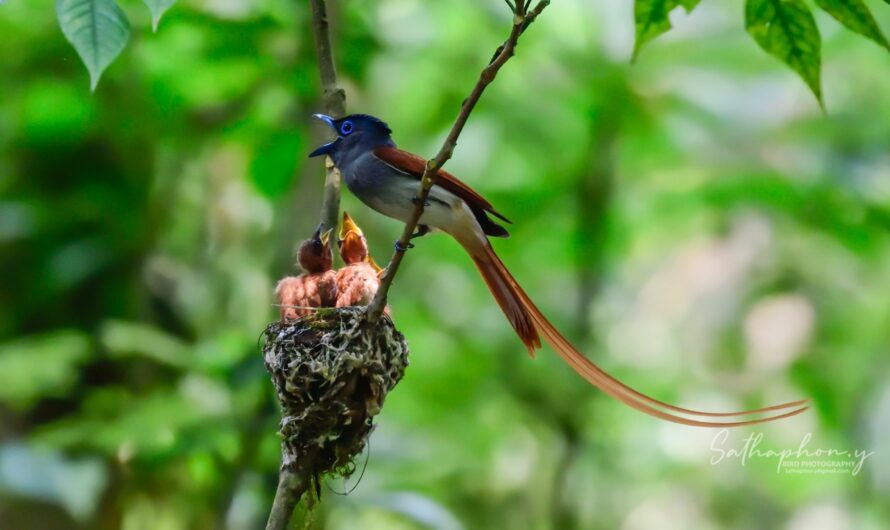 Asian Paradise Flycatcher feeding chicks at nest in Chiang Dao forest