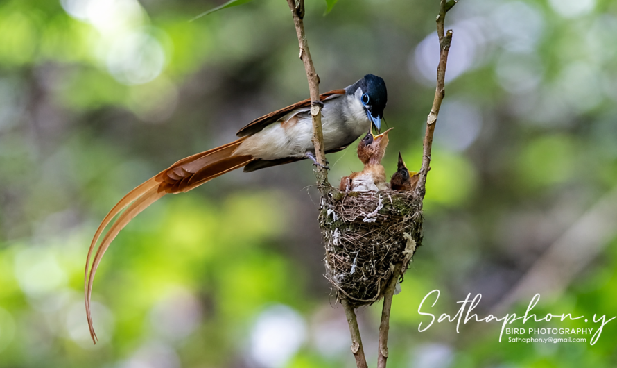 Asian Paradise Flycatcher feeding chicks in a nest in Chiang Dao forest, Thailand