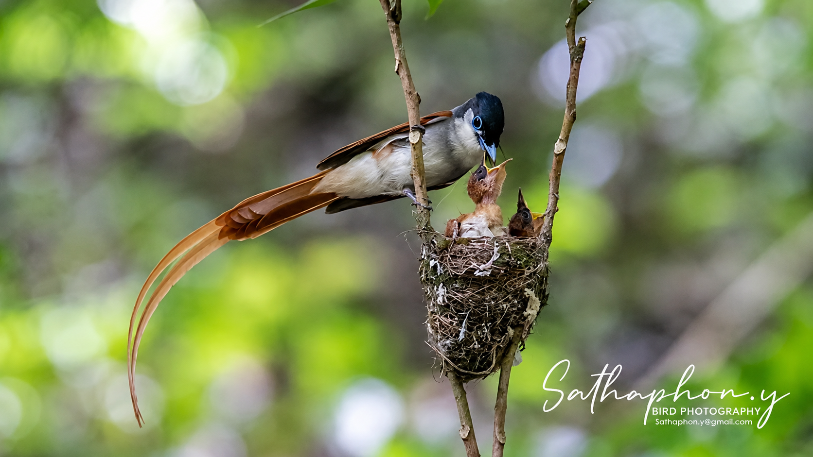 Asian Paradise Flycatcher feeding chicks in a nest in Chiang Dao forest, Thailand