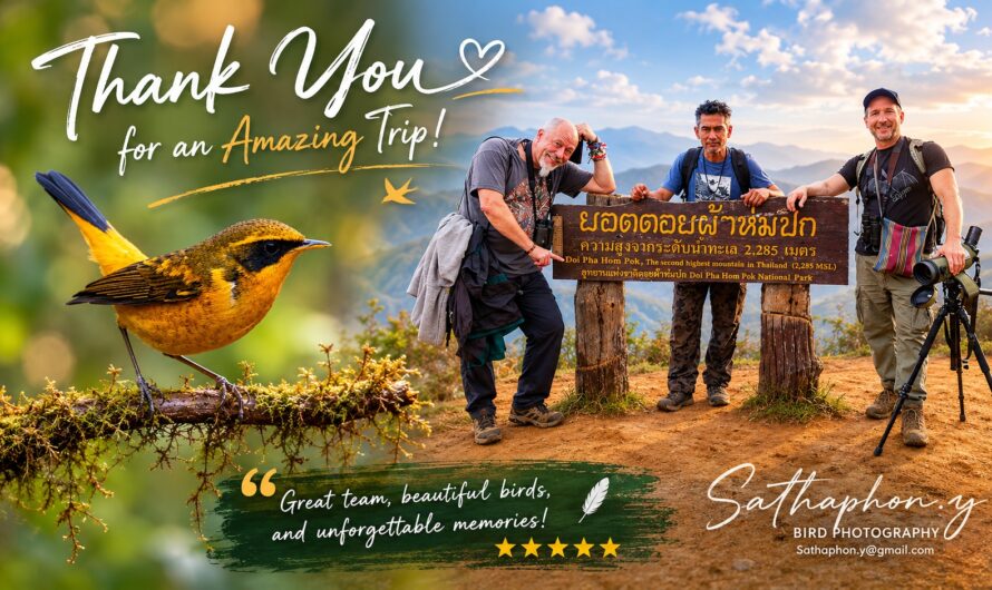 Birdwatching clients with local bird guide at Doi Pha Hom Pok in Northern Thailand alongside a colorful bird photograph from Chiang Dao birding tour.