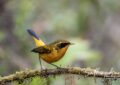 Golden Bush-Robin (Tarsiger chrysaeus) perched on mossy branch at Doi Pha Hom Pok, Northern Thailand