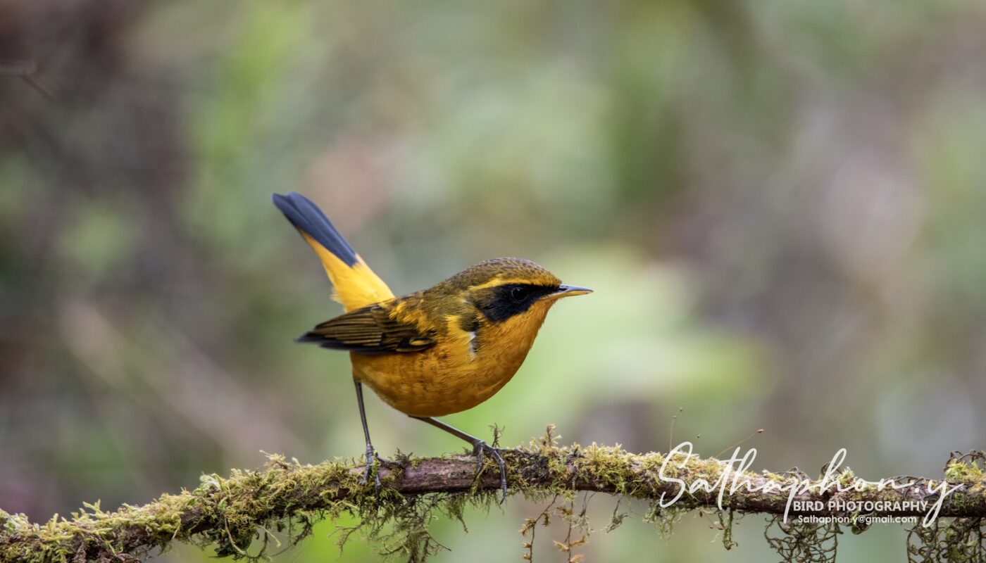 Golden Bush-Robin (Tarsiger chrysaeus) perched on mossy branch at Doi Pha Hom Pok, Northern Thailand
