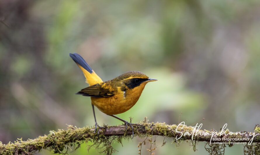 Golden Bush-Robin (Tarsiger chrysaeus) perched on mossy branch at Doi Pha Hom Pok, Northern Thailand