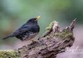 Japanese Thrush (Turdus cardis) foraging on mossy log at Doi Lang West, Northern Thailand