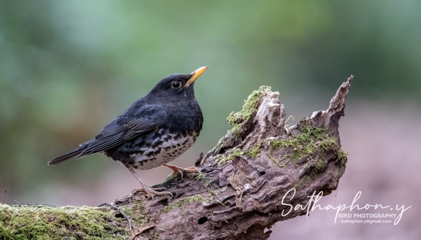 Japanese Thrush (Turdus cardis) foraging on mossy log at Doi Lang West, Northern Thailand