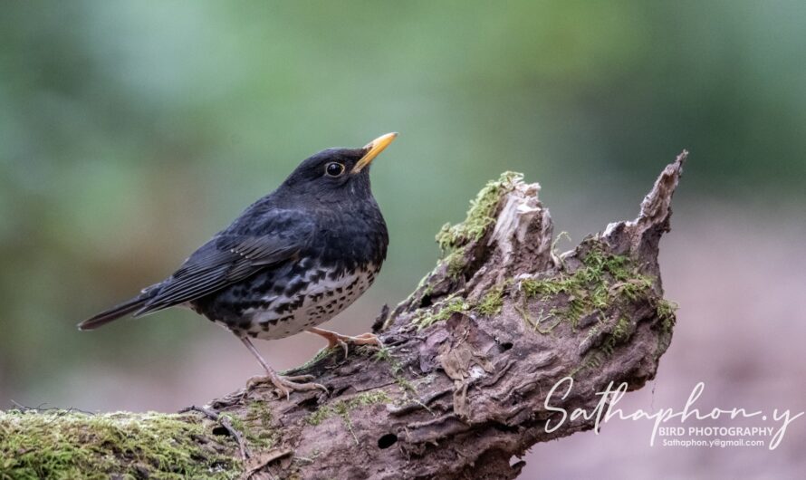 Japanese Thrush at Doi Lang West