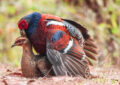 Mrs. Hume’s Pheasant male mating with female on forest floor in Northern Thailand