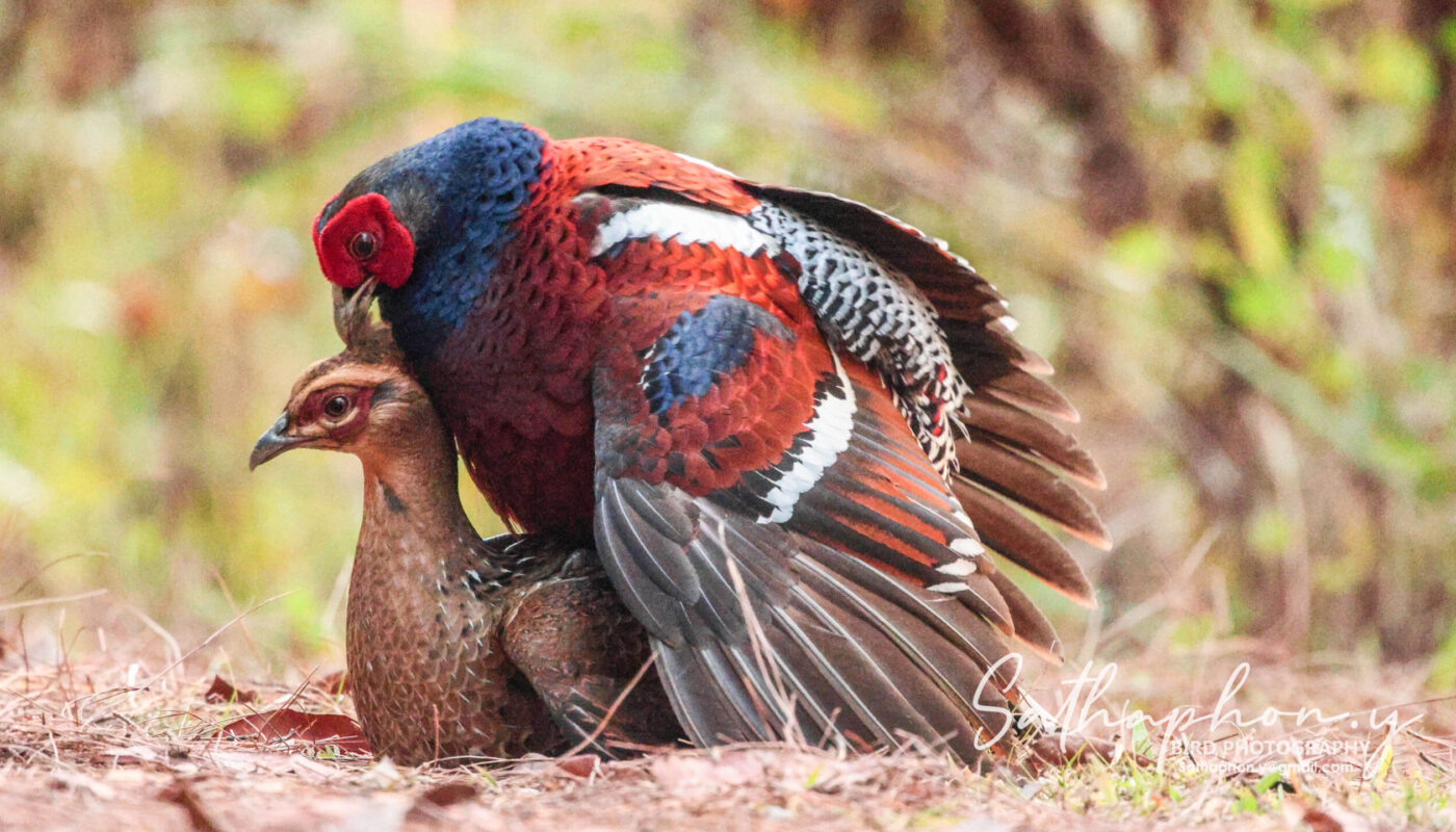 Mrs. Hume’s Pheasant male mating with female on forest floor in Northern Thailand