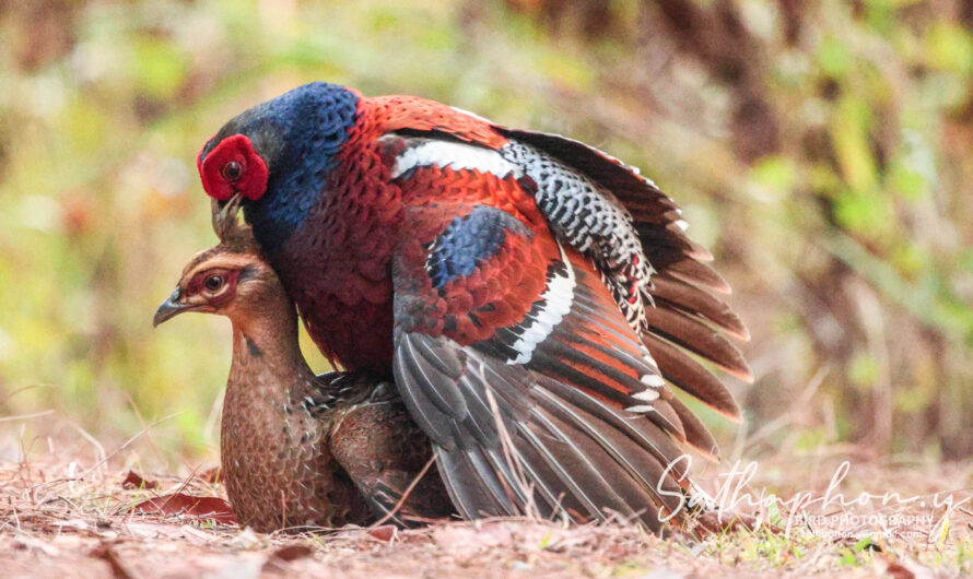 Mrs. Hume’s Pheasant male mating with female on forest floor in Northern Thailand