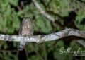 Northern Boobook owl perched on branch at night in Chiang Dao forest Thailand