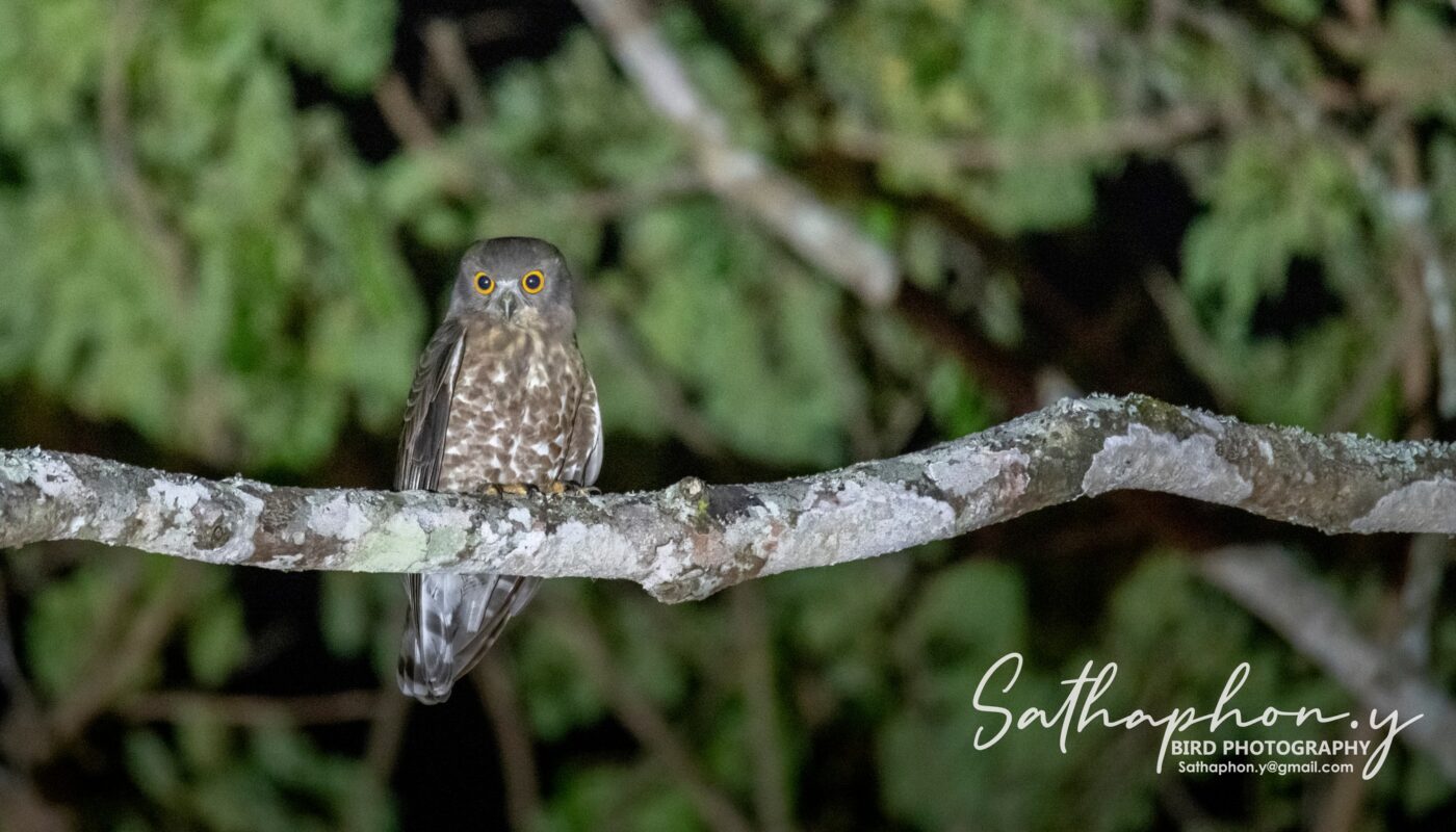 Northern Boobook owl perched on branch at night in Chiang Dao forest Thailand