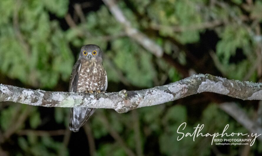Night Birding in Chiang Dao | Owl Watching Tour Thailand