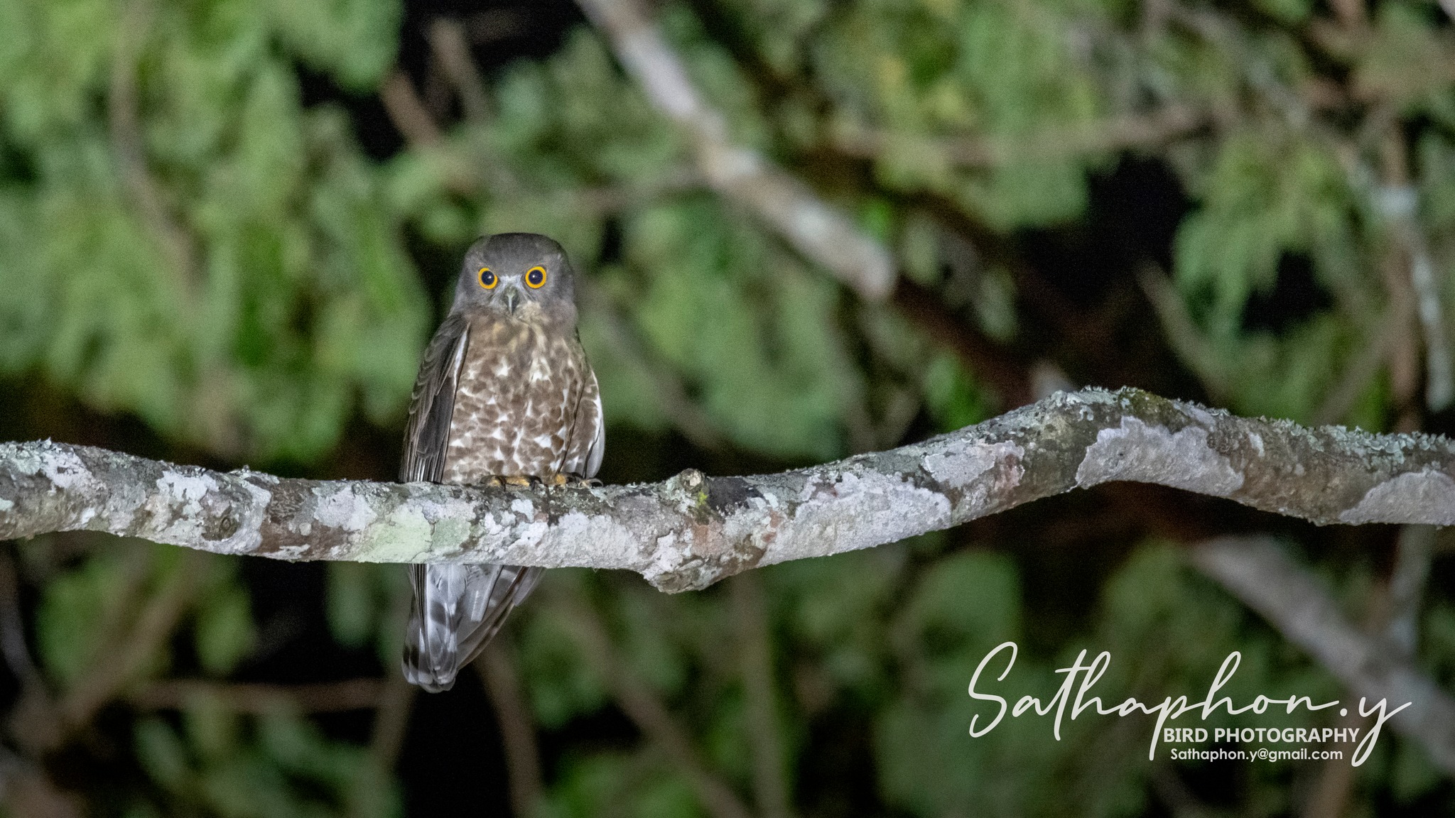 Northern Boobook owl perched on branch at night in Chiang Dao forest Thailand