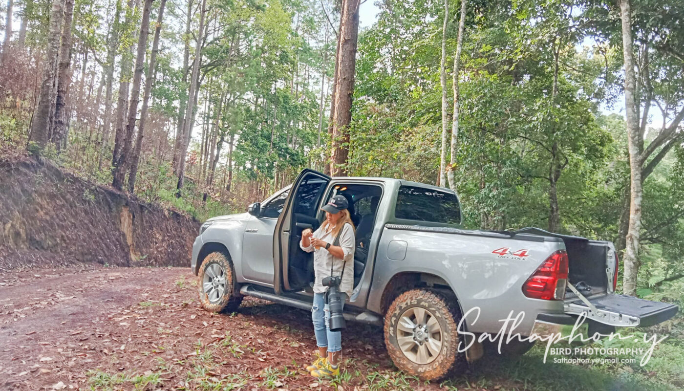 Private 4x4 birding vehicle in Chiang Dao forest, Northern Thailand