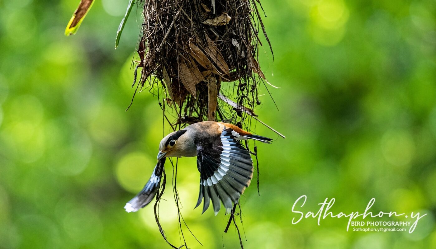 Silver-breasted Broadbill building nest in green forest at Chiang Dao, Northern Thailand