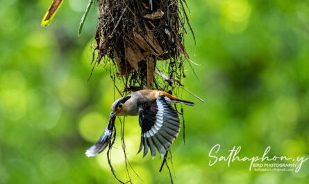 Silver-breasted Broadbill building nest in green forest at Chiang Dao, Northern Thailand