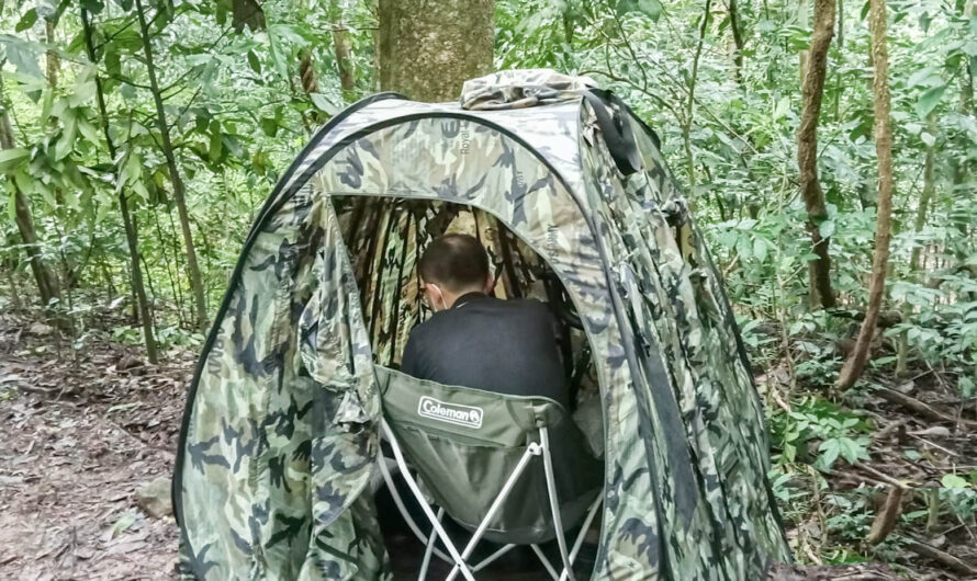 Wild bird photography hide setup in Chiang Dao forest, Northern Thailand