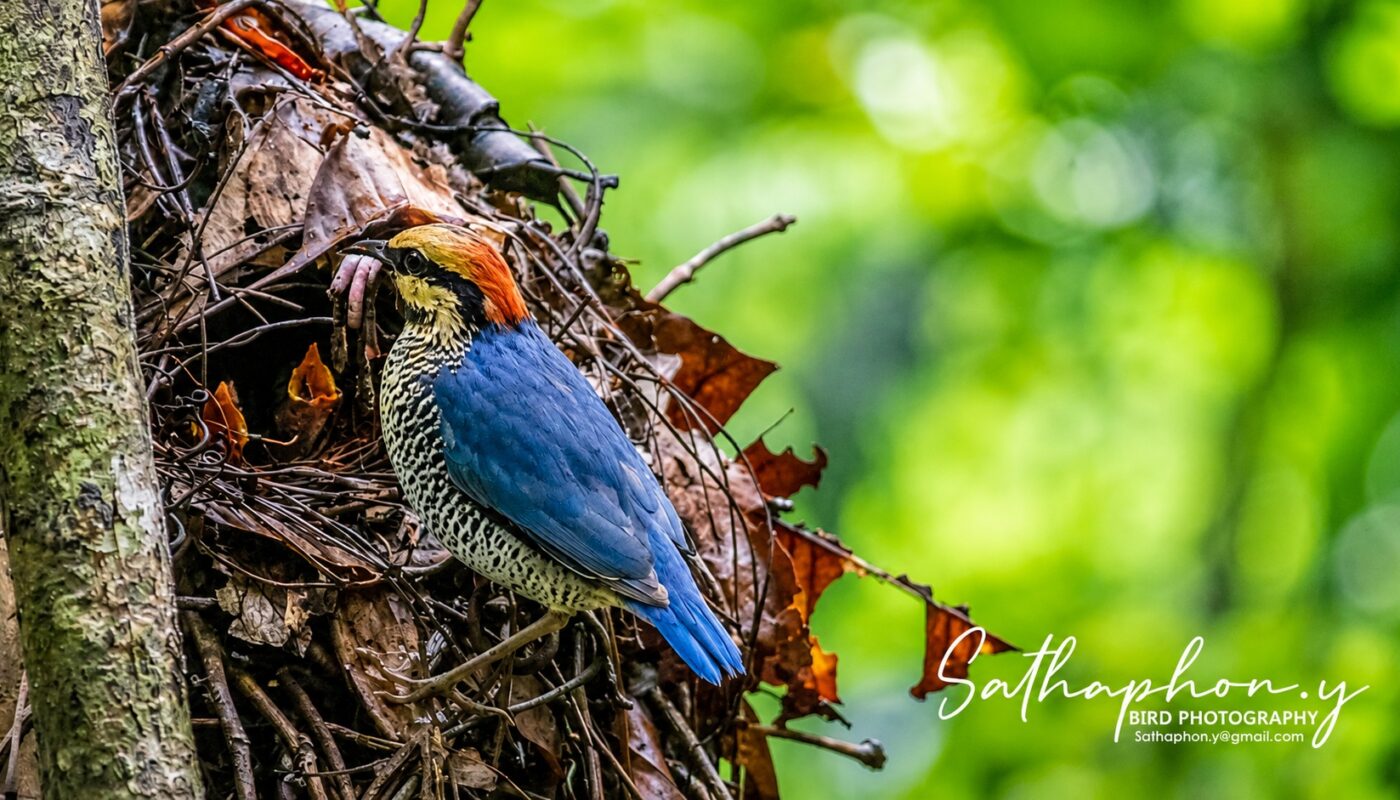 Blue Pitta feeding chicks at its nest during the rainy season in Chiang Dao, Northern Thailand.