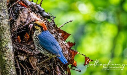 Blue Pitta feeding chicks at its nest during the rainy season in Chiang Dao, Northern Thailand.