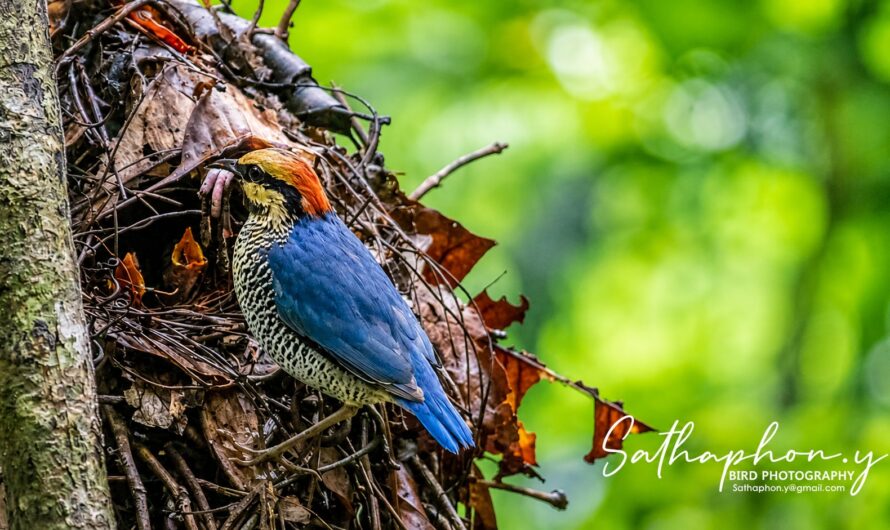 Blue Pitta feeding chicks at its nest during the rainy season in Chiang Dao, Northern Thailand.